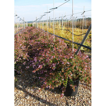 ABELIA EDWARD GOUCHER En pot de 15-20 litres buisson hauteur 080-100 cm
