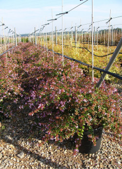 ABELIA EDWARD GOUCHER En pot de 15-20 litres buisson hauteur 080-100 cm