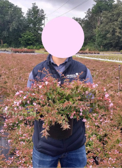 ABELIA EDWARD GOUCHER En pot de 4-5 litres buisson hauteur 030-040 cm