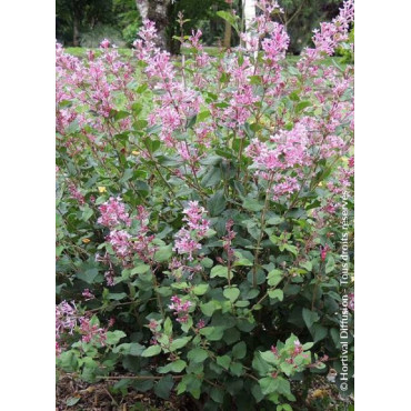 SYRINGA BLOOMERANG PINK PERFUME