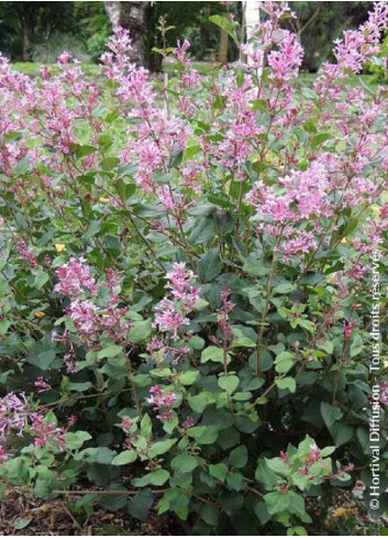 SYRINGA BLOOMERANG PINK PERFUME