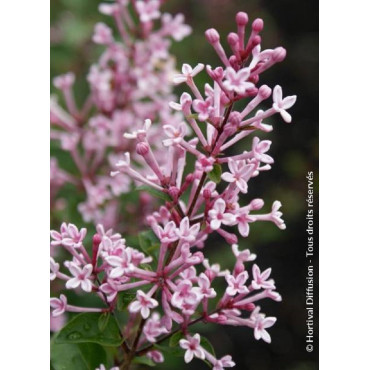 SYRINGA BLOOMERANG PINK PERFUME