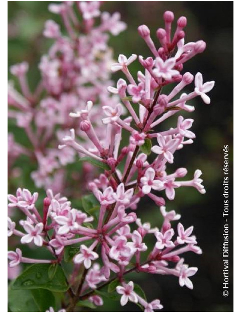 SYRINGA BLOOMERANG PINK PERFUME