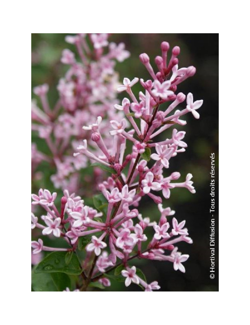 SYRINGA BLOOMERANG PINK PERFUME