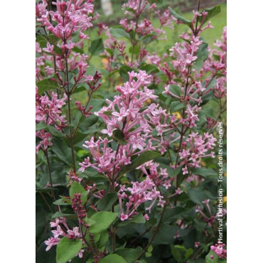 SYRINGA BLOOMERANG PINK PERFUME