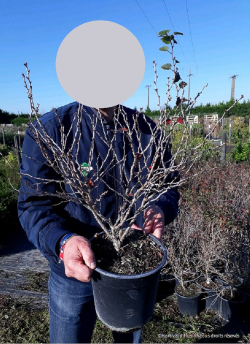 PRUNUS incisa KOJO NO MAI En pot de 4-5 litres