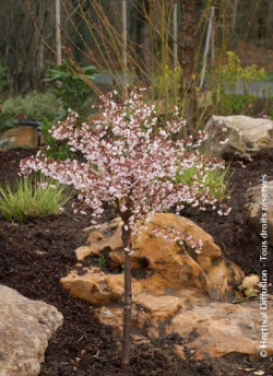 PRUNUS incisa KOJO NO MAI