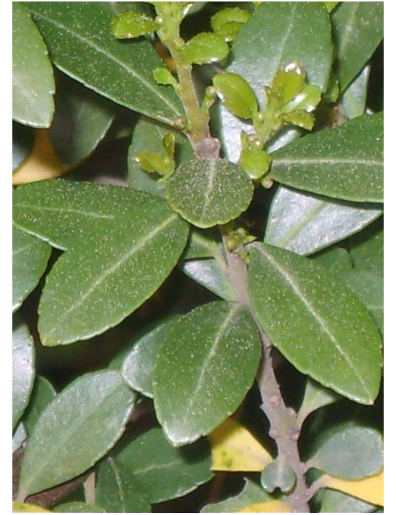 ILEX crenata ILEX crenata