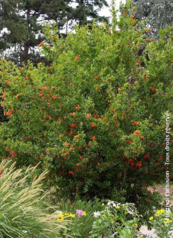 PUNICA granatum f. plena