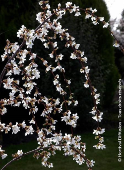 PRUNUS SNOW FOUNTAINS