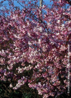 PRUNUS subhirtella AUTUMNALIS ROSEA
