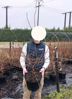 PRUNUS subhirtella AUTUMNALIS ROSEA En pot de 10-12 litres buisson hauteur 080-100 cm