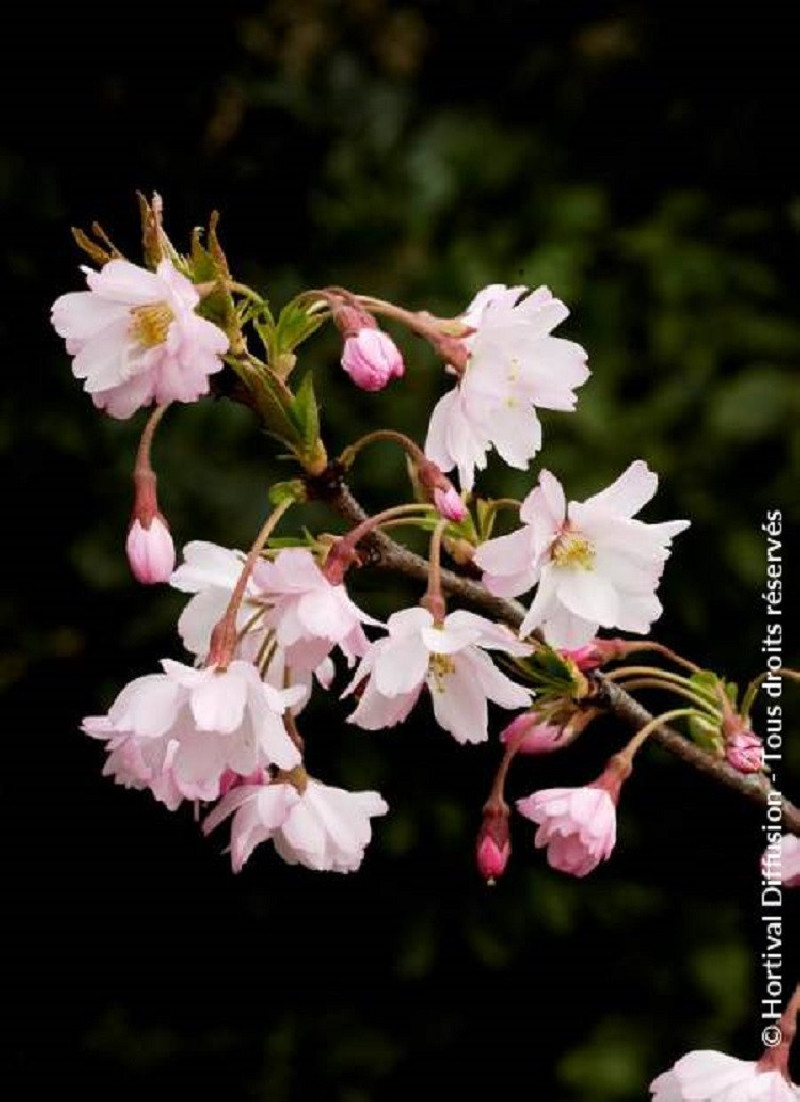 PRUNUS subhirtella AUTUMNALIS ROSEA