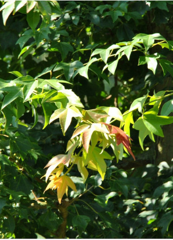 ACER buergerianum