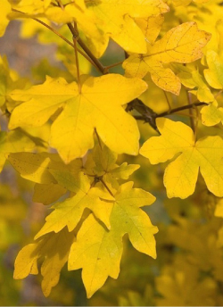 erable-champetre-acer-campestre.jpg