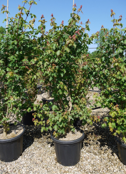 ACER campestre En pot de 25-30 litres buisson hauteur 175-200 cm