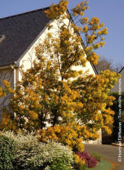 mimosa-dhiver-acacia-dealbata-2.jpg