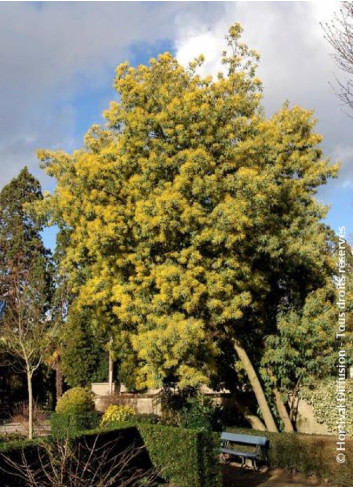 ACACIA dealbata LE GAULOIS