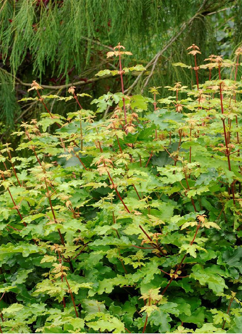 erable-champetre-nain-nanum-acer-campestre-nanum.jpg