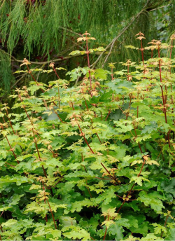 erable-champetre-nain-nanum-acer-campestre-nanum.jpg