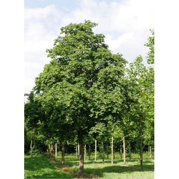 ACER cappadocicum RUBRUM