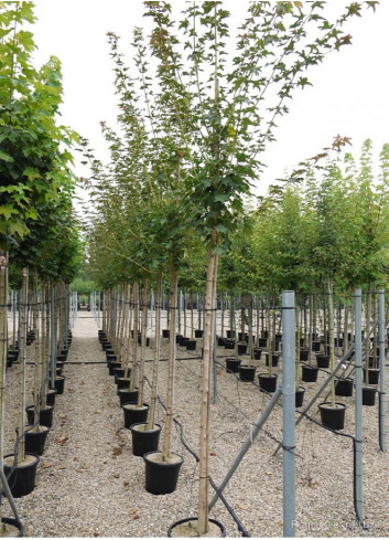 ACER cappadocicum RUBRUM En pot forme de 35-50 litres tige hauteur du tronc 180-200 cm