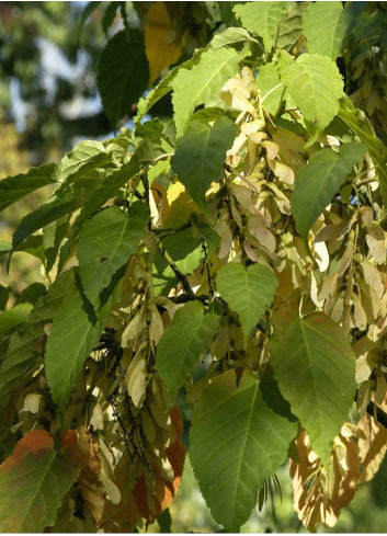 ACER davidii