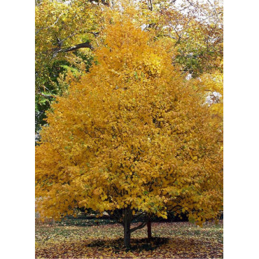 ACER davidii