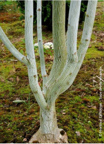 ACER davidii VIPER