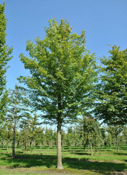 ACER rubrum ARMSTRONG