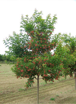 erable-de-lamour-acer-ginnala-3.jpg