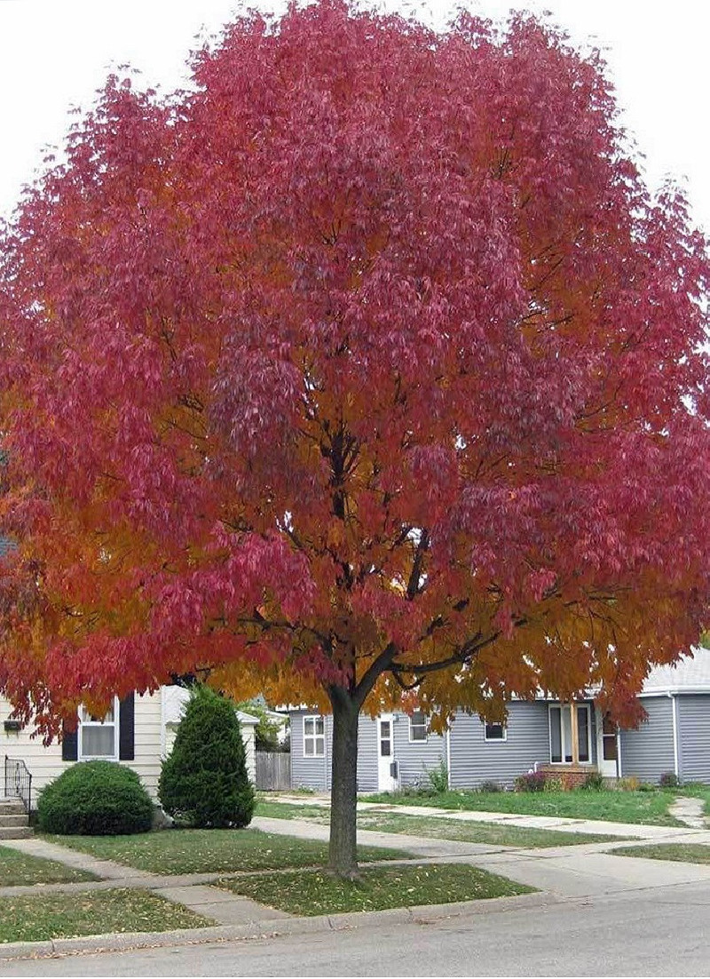 erable-de-lamour-acer-ginnala.jpg