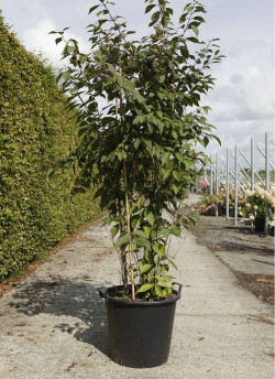 CALLICARPA bodinieri PROFUSION En pot de 70-90 litres buisson hauteur 175-200 cm