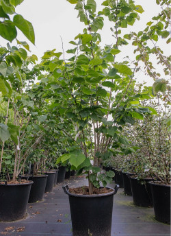CERCIS chinensis AVONDALE En pot de 30-35 litres buisson hauteur 125-150 cm