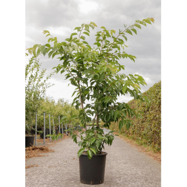 PRUNUS yedoensis En pot de 25-30 litres