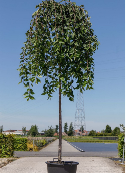 PRUNUS SNOW FOUNTAINS En pot de 35-50 litres forme tige hauteur du tronc 180-200 cm