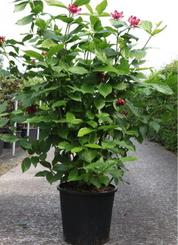 CALYCANTHUS floridus En pot de 25-30 litres buisson hauteur 125-150 cm