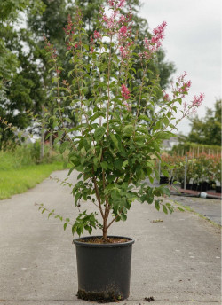 SYRINGA microphylla SUPERBA En pot de 15-20 litres