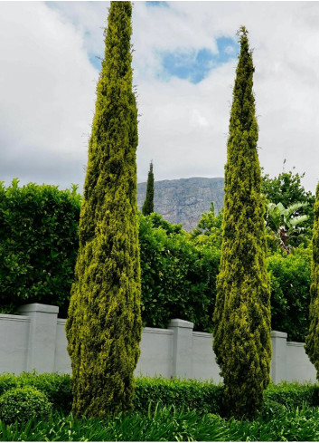 CUPRESSUS sempervirens SWANE'S GOLDEN