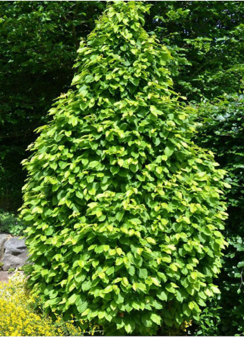 CARPINUS betulus MONUMENTALIS