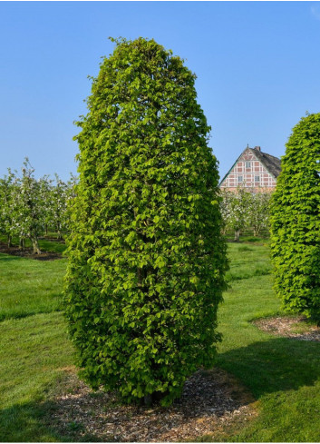 CARPINUS betulus MONUMENTALIS