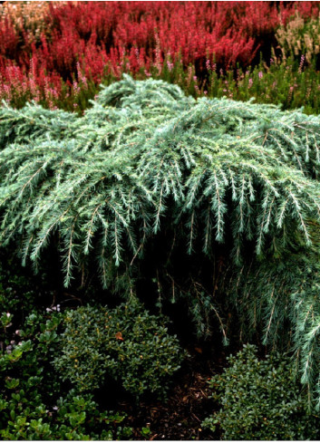 CEDRUS deodara FEELING BLUE