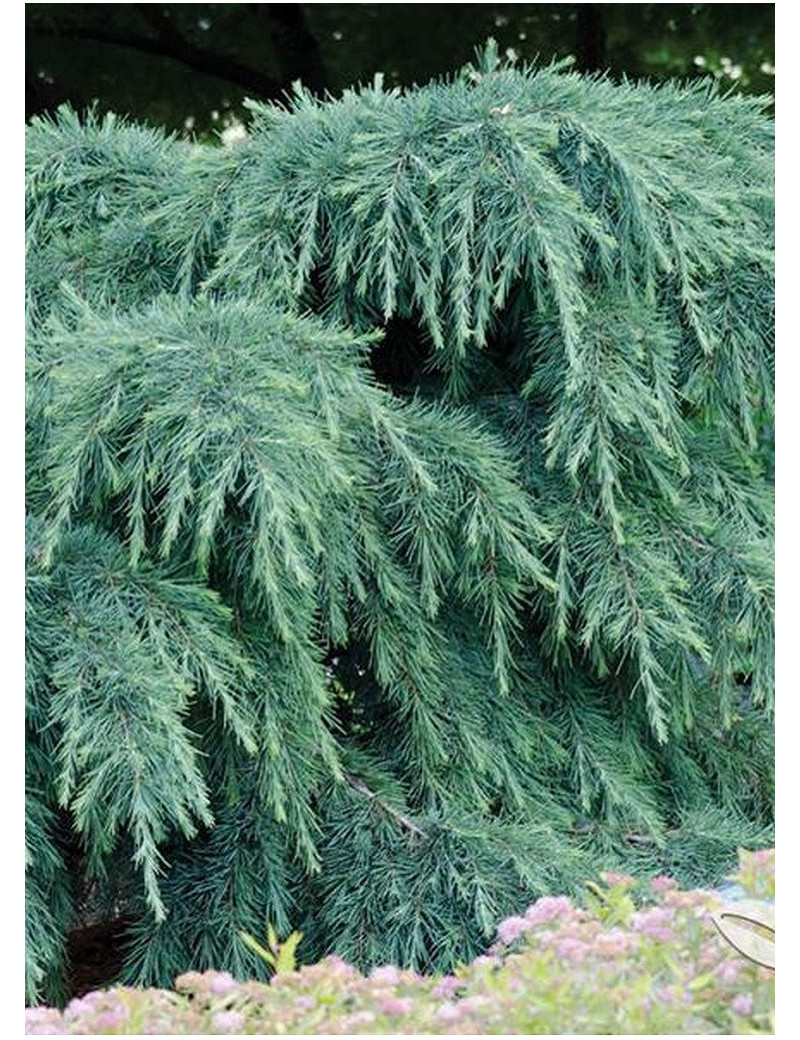 CEDRUS deodara FEELING BLUE