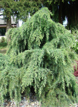 CEDRUS deodara FEELING BLUE