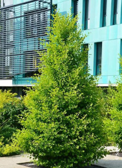 GINKGO biloba BLAGON