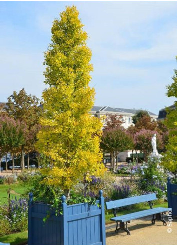 GINKGO biloba BLAGON