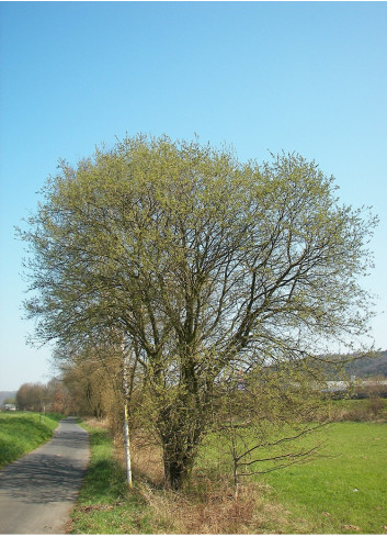 SALIX caprea