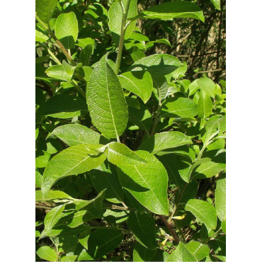 SALIX caprea