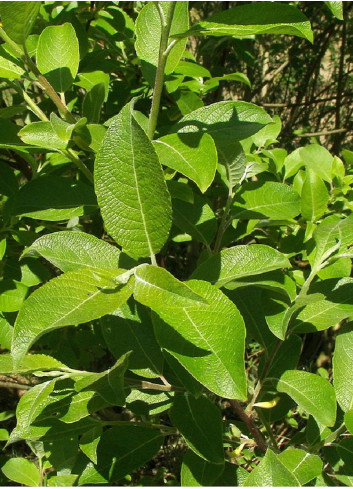 SALIX caprea