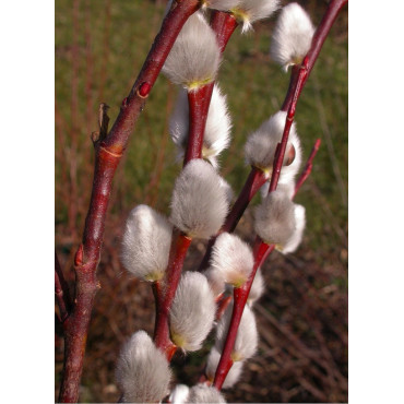 SALIX caprea